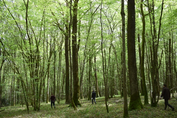 Photos 2 - Foncière - Parts du plus important Groupement Forestier Français