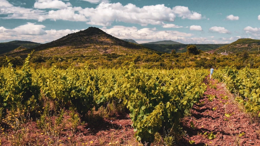 Photos 1 - Viticole - Parts de vignobles en copropriété