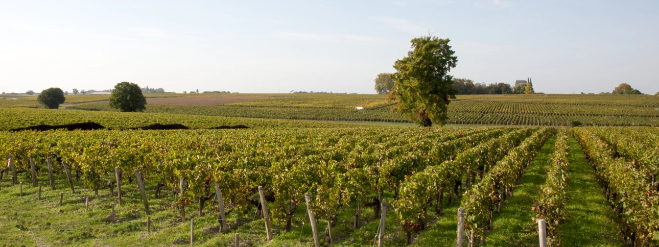 Photos 1 - Viticole - Parts de vignobles à Bordeaux à partir de 1300€ et jusqu'à 2500€
