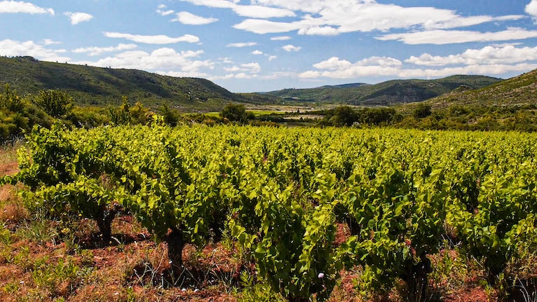 Photos 1 - Foncière - Parts de vignoble en Languedoc Roussillon
