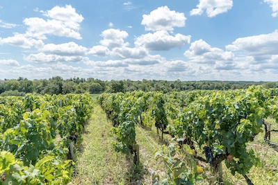 Photos 1 - Viticole - Parts de vignes dans le Bordelais à partir de 1300€