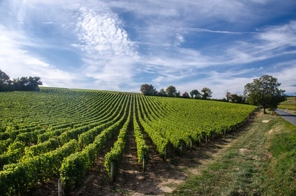 Photos 1 - Viticole - Parts de vignobles en Val de Loire à partir de 1300€