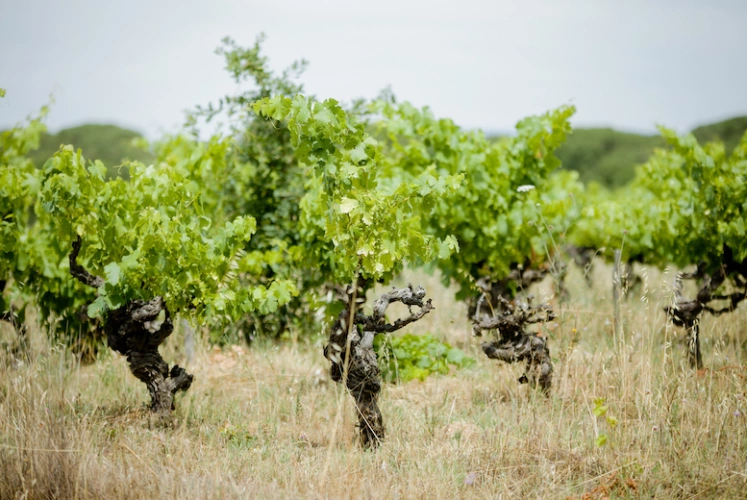 Photos 1 - Viticole - Parts de vignobles dans l'Hérault à partir de 1300€