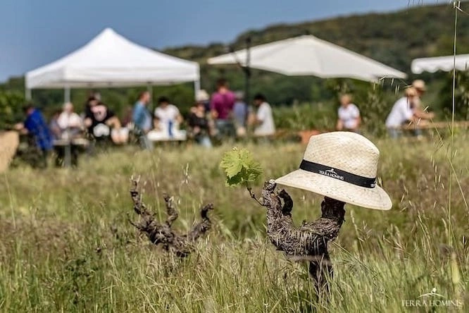 Photos 2 - Viticole - Parts de vignobles dans l'Hérault à partir de 1300€