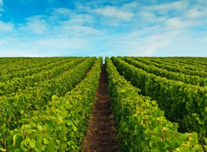 Photos 1 - Viticole - Foncière Champenoise