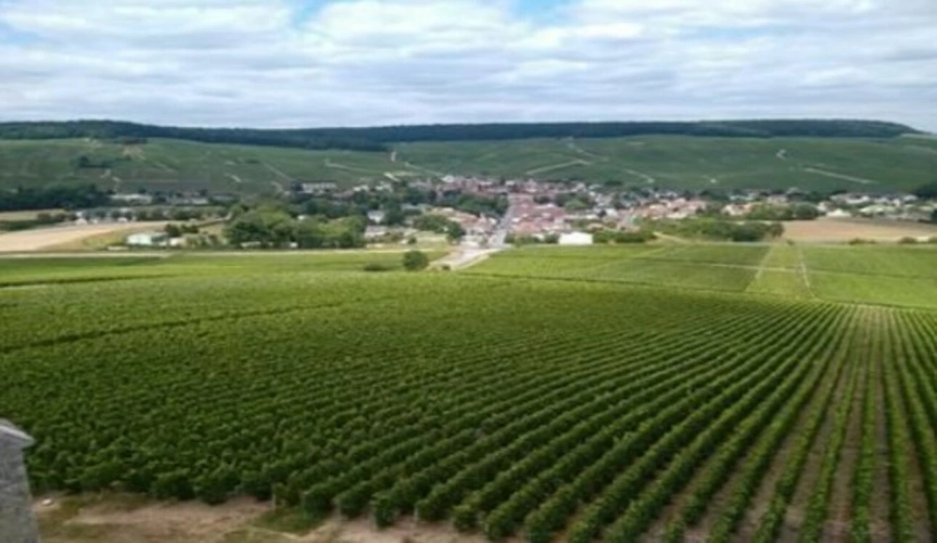Photos 2 - Viticole - Foncière Champenoise