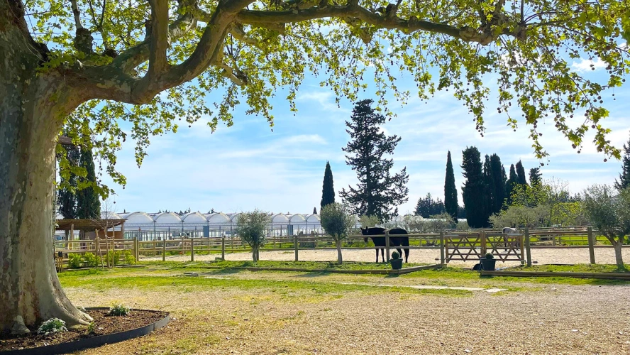 Photos 1 - Équestre - Bouches du Rhône - Belle Propriété équestre