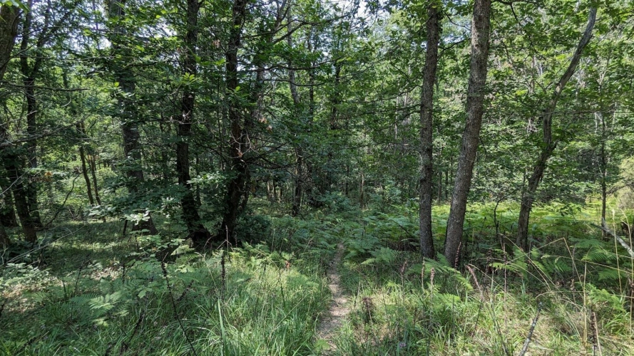 Photos 3 - Foncière - Terrain non constructible