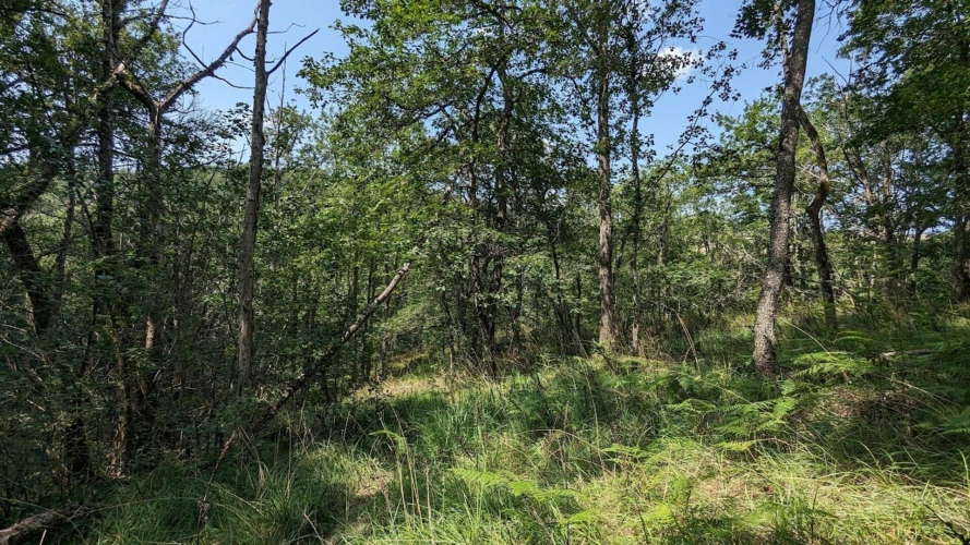 Photos 4 - Foncière - Terrain non constructible
