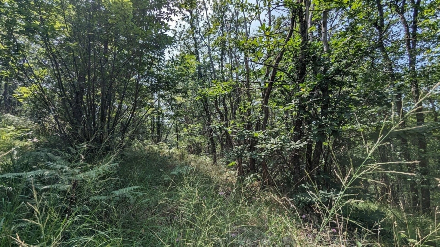 Photos 6 - Foncière - Terrain non constructible