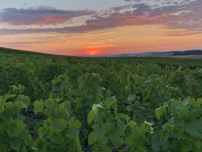 Photos 1 - Foncière - Votre investissement en Champagne