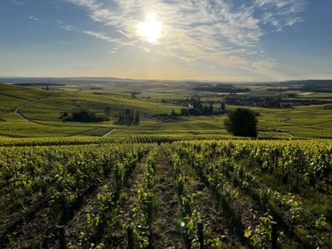 Photos 1 - Vineyard - You want to sell vines