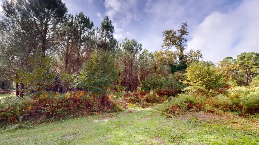 Photos 2 - Rurale - Maison traditionnelle de 105m2 évolutifs sur jolie parcelle boisée de 3.8 hectares proche Bazas
