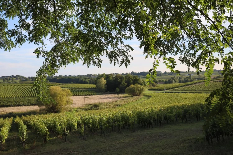 Photos 4 - Prestige - Magnifique maison proche de Saint-Emilion