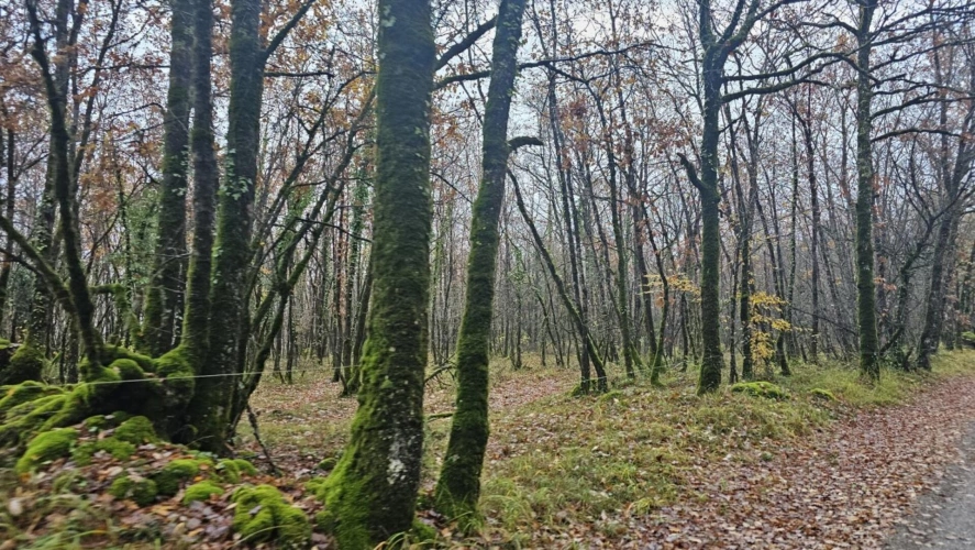 Photos 1 - Forestière - Terrain boisé – forêt