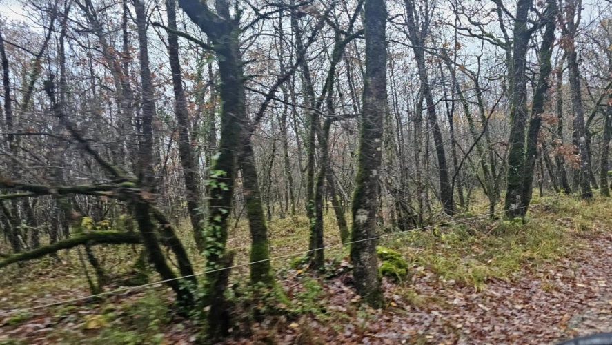 Photos 2 - Forestière - Terrain boisé – forêt