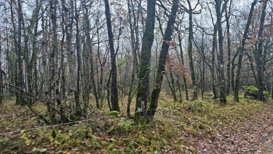 Photos 7 - Forestière - Terrain boisé – forêt