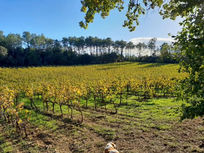 Photos 3 - Viticole - Domaine viticole dans le Var