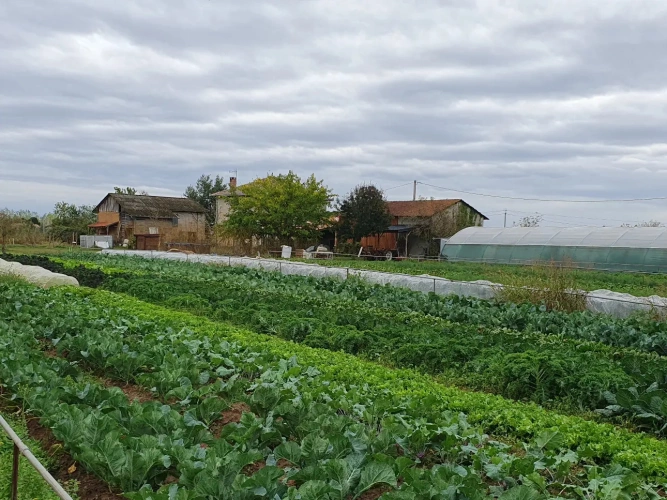 Photos 10 - Agricultural - Near Montauban Tarn et Garonne Farmhouse 1.50ha irrigated