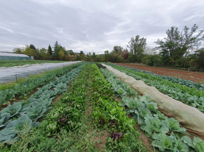 Photos 11 - Agricultural - Near Montauban Tarn et Garonne Farmhouse 1.50ha irrigated