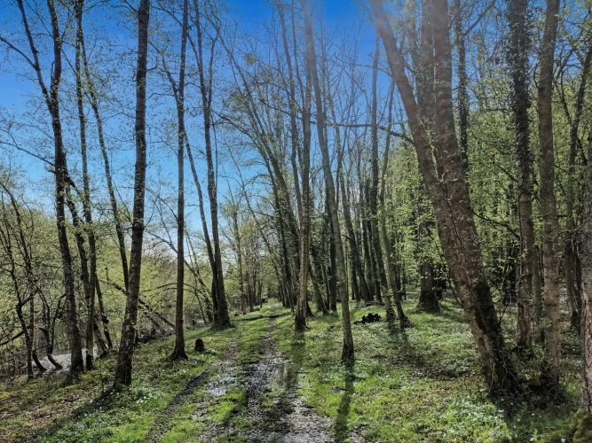 Photos 3 - Équestre - En forêt de Rambouillet, grande maison avec écurie et 10ha