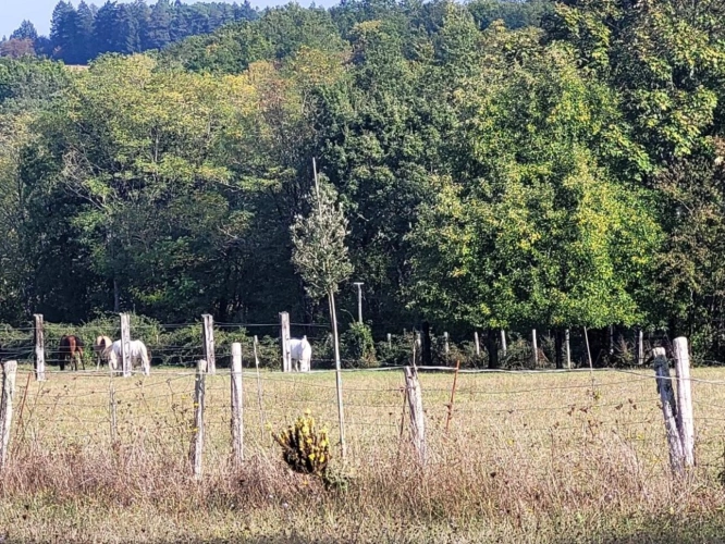 Photos 10 - Équestre - Terrain de loisir