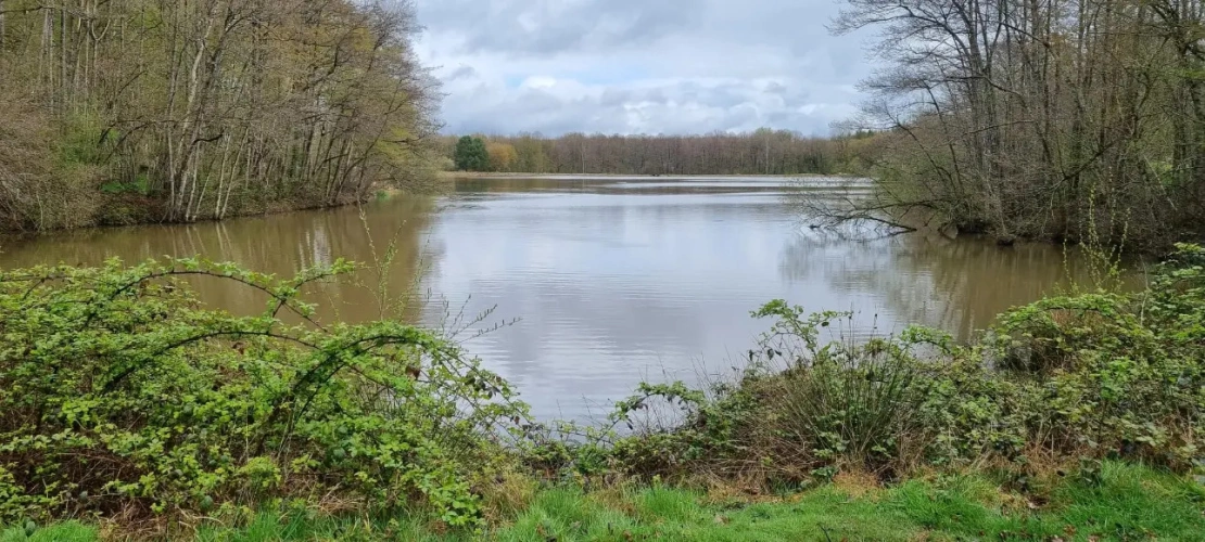 Photos 7 - Forestière - Rare propriété de loisir de 9,2 ha : sa maison, son étang 3,5 ha, ses bois, à vendre en Puisaye, Yonne (89) :