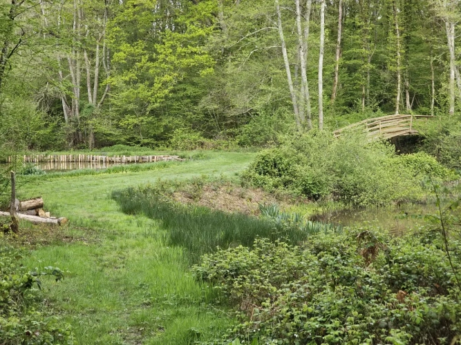 Photos 9 - Forestière - Rare propriété de loisir de 9,2 ha : sa maison, son étang 3,5 ha, ses bois, à vendre en Puisaye, Yonne (89) :