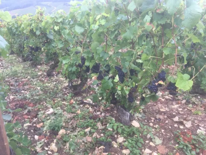 Photos 1 - Viticole - Vends Vigne Côte des Bar. Vallée de la Seine