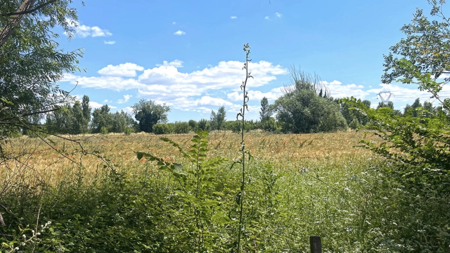 Photos 7 - Prestigious - Nîmes, 5min city center - Very beautiful farmhouse on 4.7 hectares