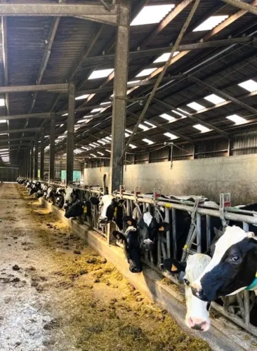 Photos 4 - Agricole - BRETAGNE - FINISTERE - EXPLOITATION LAITIERE ET AVICOLE D’ENVIRON 130 HECTARES ET 594.000 Litres.