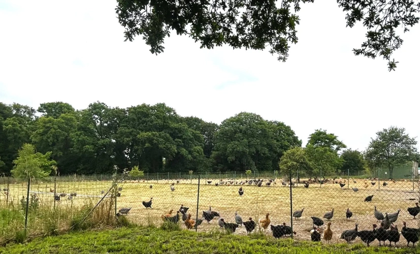 Photos 1 - Agricole - BRETAGNE-MORBIHAN-BELLE AFFAIRE DE PRODUCTION VOLAILLES FERMIERES ET VENTE DIRECTE SUR ENVIRON 45 HECTARES.