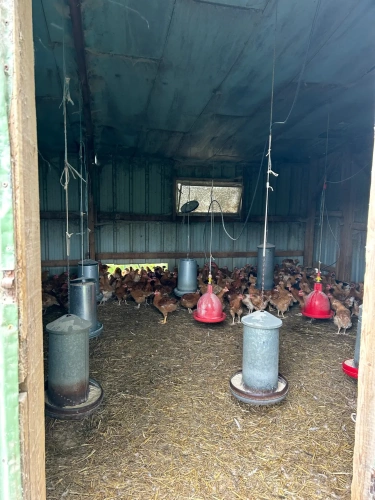 Photos 5 - Agricole - BRETAGNE-MORBIHAN-BELLE AFFAIRE DE PRODUCTION VOLAILLES FERMIERES ET VENTE DIRECTE SUR ENVIRON 45 HECTARES.