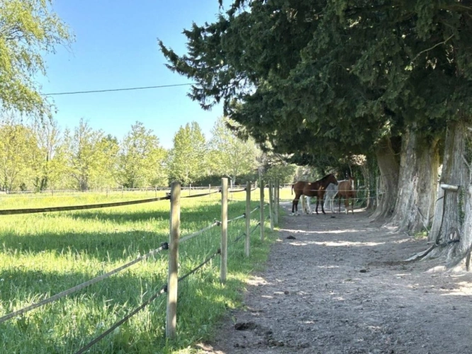 Photos 11 - Équestre - Magnifique propriété équestre avec mas sur 5 hectares