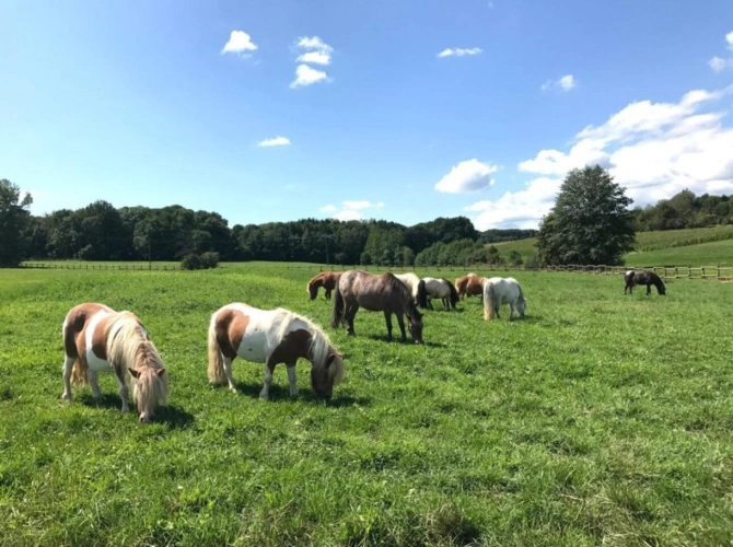 Photos 6 - Équestre - Haras d'exception à vendre en Alsace, 10ha d'un tenant