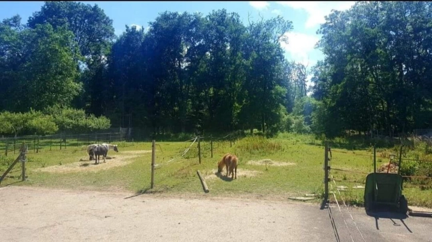 Photos 13 - Équestre - Propriété équestre Haute Savoie