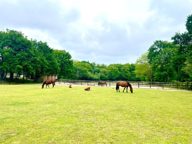 Photos 1 - Équestre - Domaine Equestre à deux pas de la mer sur 3,3 Ha - Secteur Bi