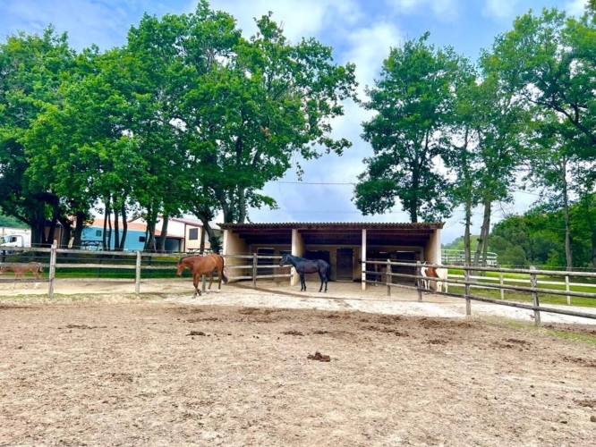 Photos 4 - Équestre - Domaine Equestre à deux pas de la mer sur 3,3 Ha - Secteur Bi