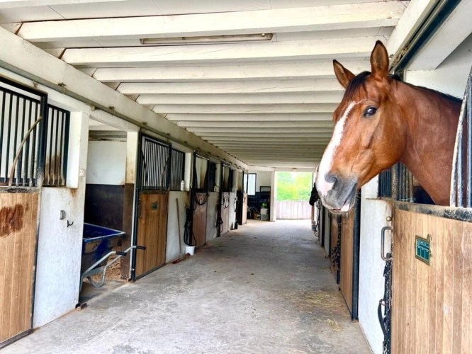 Photos 6 - Équestre - Domaine Equestre à deux pas de la mer sur 3,3 Ha - Secteur Bi