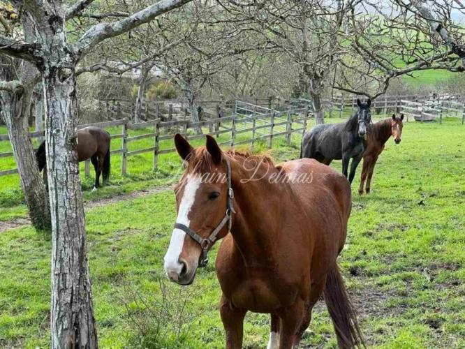 Photos 20 - Equestrian - Restored 19th century castle on a 25 hectare estate.
