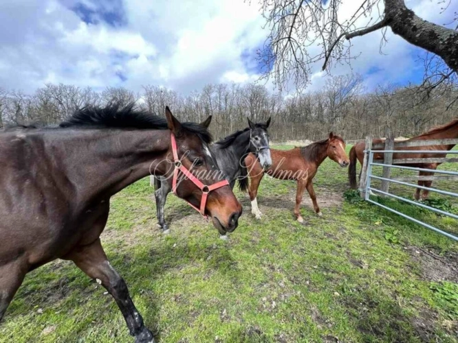Photos 21 - Equestrian - Restored 19th century castle on a 25 hectare estate.