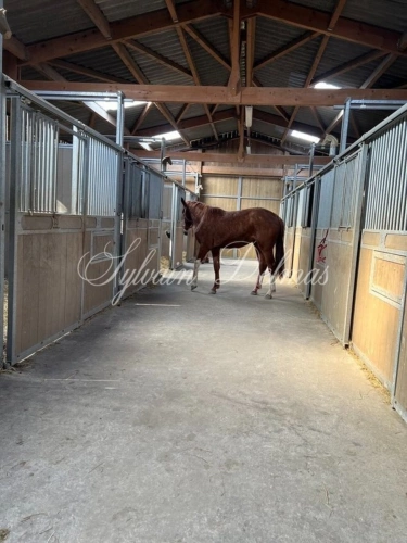 Photos 22 - Equestrian - Restored 19th century castle on a 25 hectare estate.