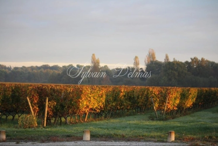 Photos 13 - Viticole - RARE opportunité domaine viticole Bordelais