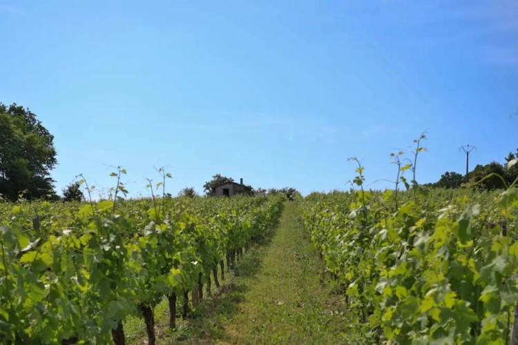 Photos 5 - Vineyard - Beautiful 9-hectare property near Saint-Emilion