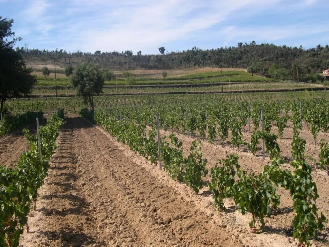 Photos 5 - Viticole - Domaine, Propriété viticole de prestige