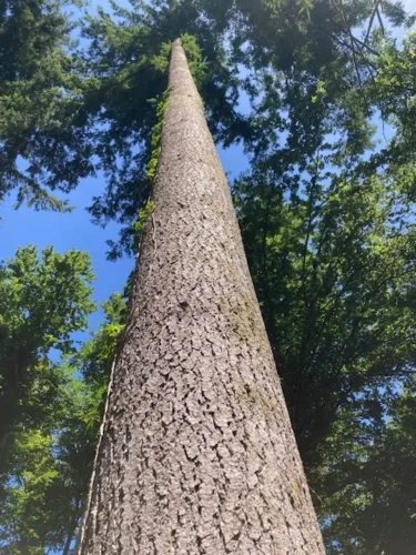 Photos 2 - Forestière - Forêt de production de douglas