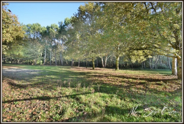Photos 35 - Équestre - PROCHE DE BISCARROSSE Propriété à vendre T10 de 360 m² environ (40) SUR 5 HECTARES