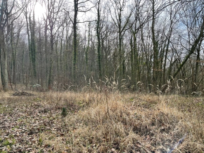 Photos 4 - Forestière - Dpt Moselle (57), à vendre MALROY terrain