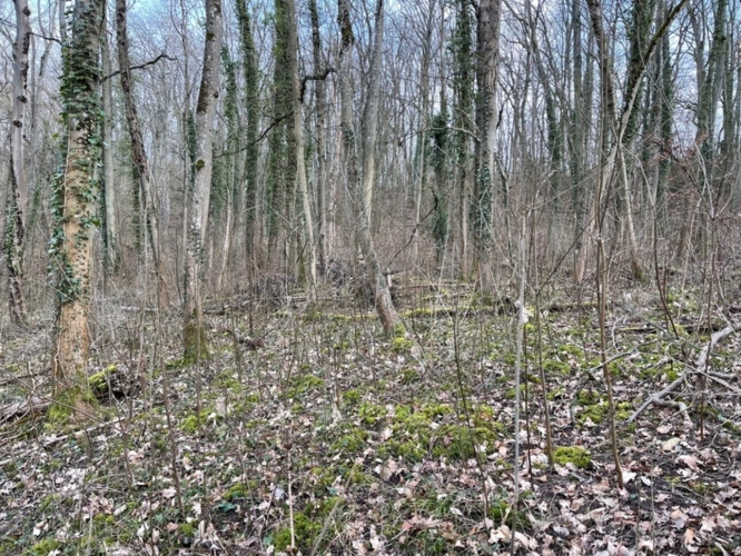 Photos 5 - Forestière - Dpt Moselle (57), à vendre MALROY terrain