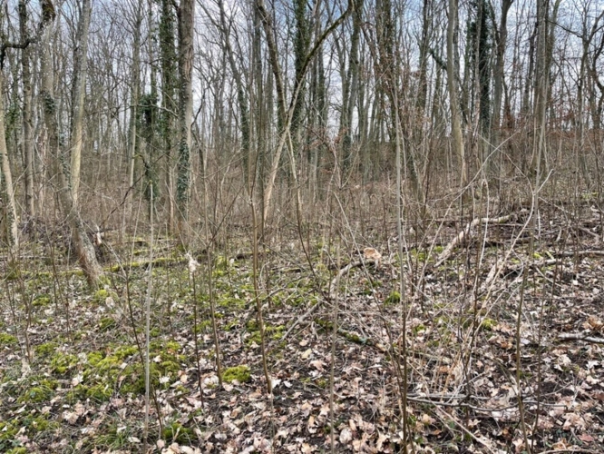 Photos 6 - Forestière - Dpt Moselle (57), à vendre MALROY terrain